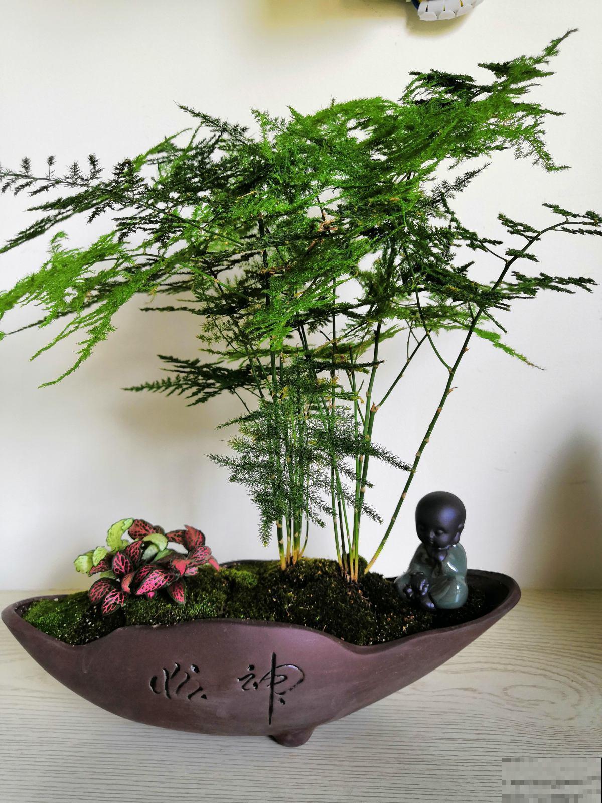 文竹一到夏天就徒长，枝条乱爬太难看，其实矮壮很简单！