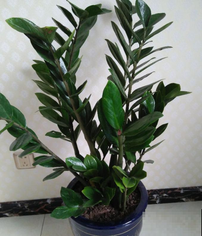 这花最怕乱浇水,一浇就黄叶烂根,不浇反而冒侧芽! 这花最怕乱浇水,一浇就黄叶烂根,不浇反而冒侧芽!