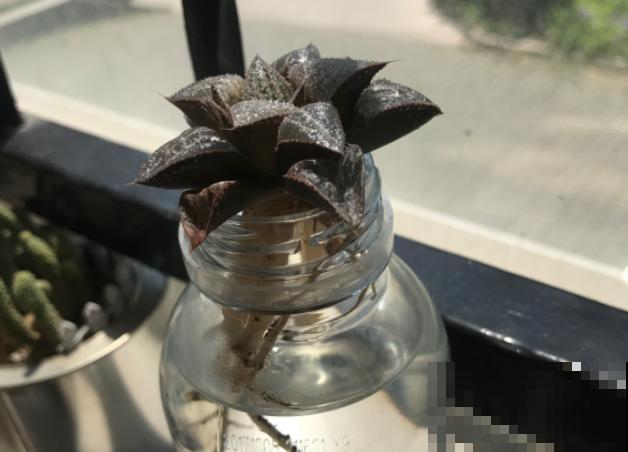 多肉度夏难,干脆扔水里,一棵都不死! 多肉度夏难,干脆扔水里,一棵都不死!