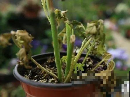 20种花,夏天要休眠,一浇水就死! 20种花,夏天要休眠,一浇水就死!