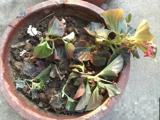 夏天潮湿闷热，一不小心花就烂根，看准时机砍掉，照样长出新叶子