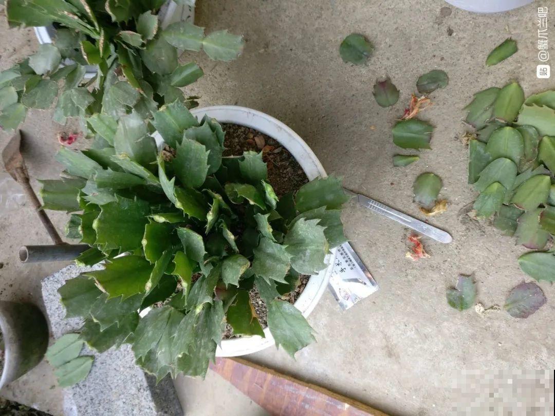 11种花夏天少浇水，否则3天就死了！