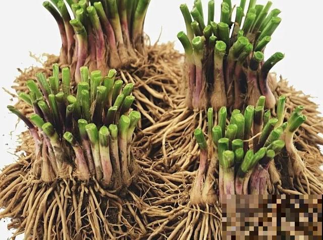 阳台种韭菜，菜根埋土里，10天就能割一茬！