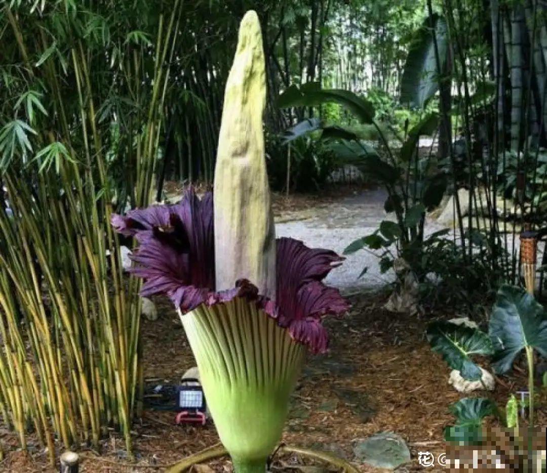 听起来吓人的花,超有特点,你敢养吗 听起来吓人的花,超有特点,你敢养吗