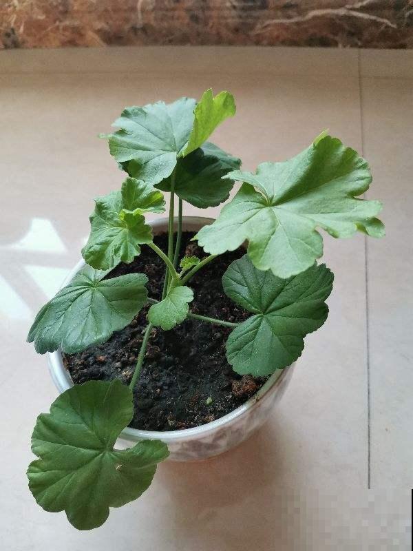 天竺葵品种多,几根枝条插出一阳台,一毛钱也没花! 天竺葵品种多,几根枝条插出一阳台,一毛钱也没花!