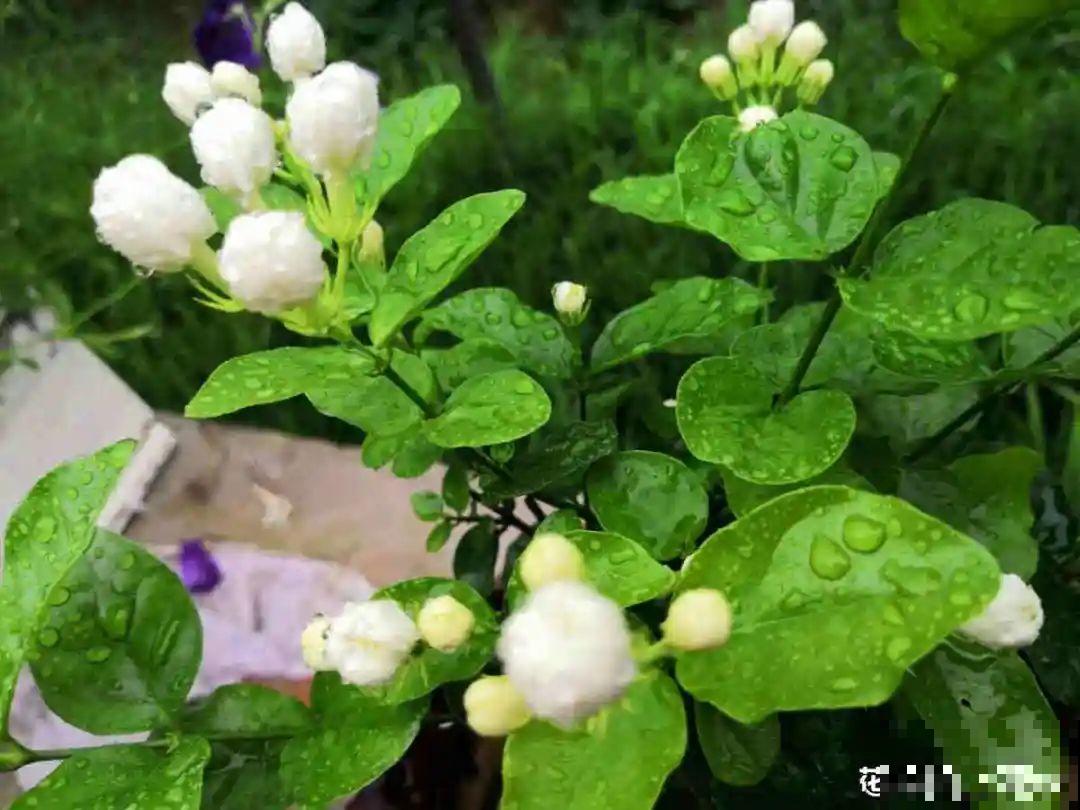 7月出梅，7月入伏，这些花赶紧收拾了！