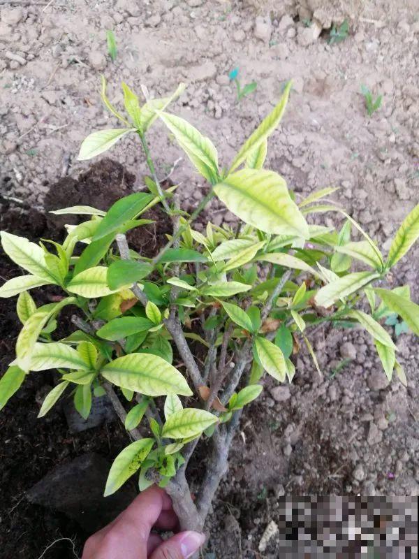 夏天花卉叶子哗哗掉,赶紧遮阴,不然掉成光杆司令 夏天花卉叶子哗哗掉,赶紧遮阴,不然掉成光杆司令