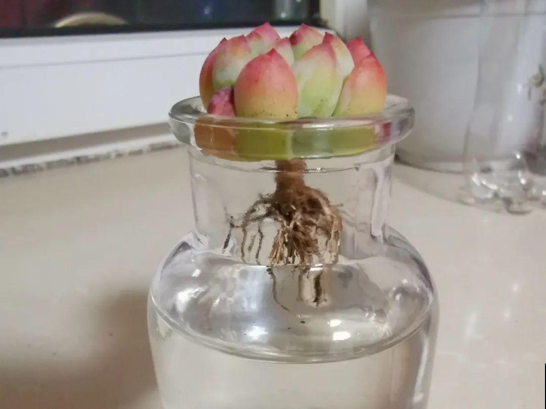 10种花最怕热,夏天养水里,才能活下来! 10种花最怕热,夏天养水里,才能活下来!