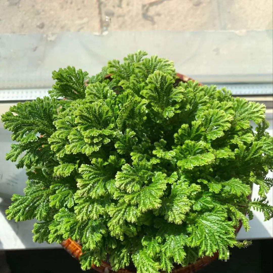 18种最好养的花大盘点，绿萝只能排倒第一！