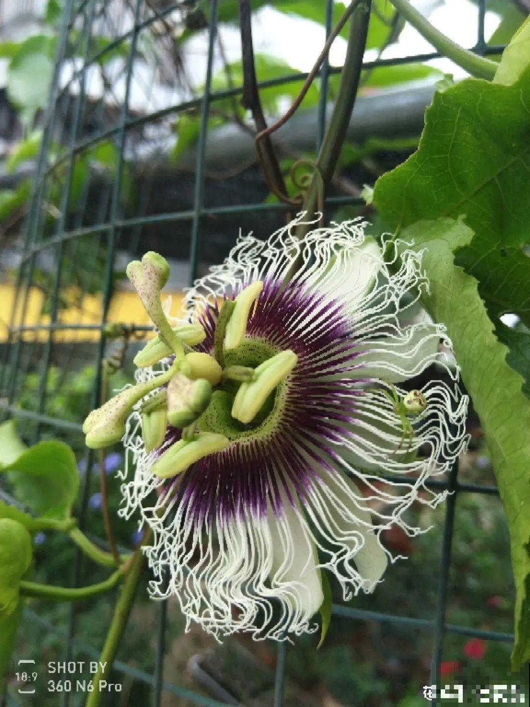 佛手瓜寓意好,家里养一棵,果子挂满枝头 佛手瓜寓意好,家里养一棵,果子挂满枝头