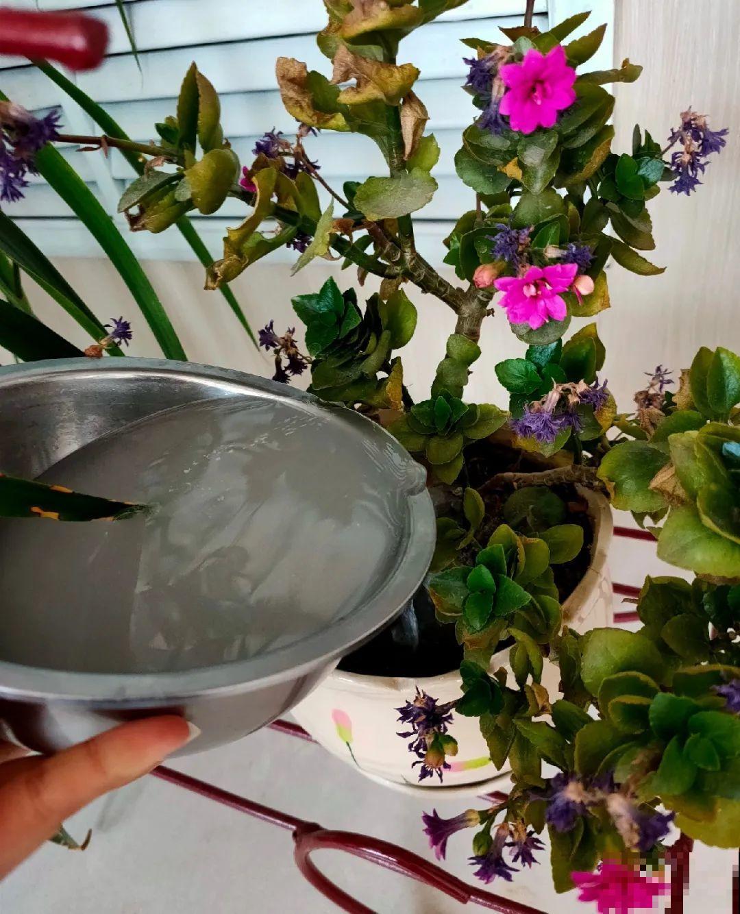 10种水有“毒”,夏天浇花,浇一盆死一盆! 10种水有“毒”,夏天浇花,浇一盆死一盆!