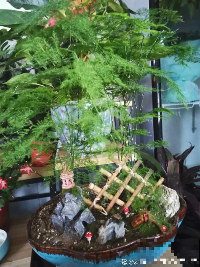 家里养这6种花，清新杀菌去异味，空气干净身体好