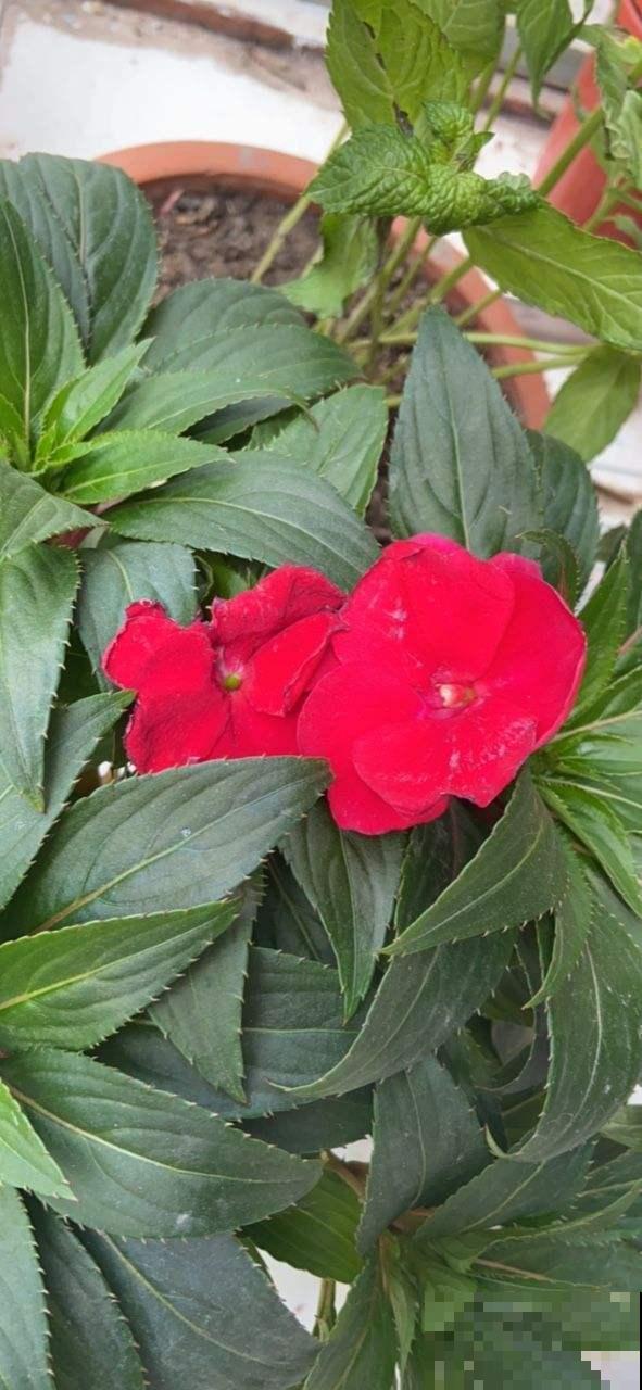 凤仙花可以涂指甲，可你知道怎么做吗？明矾万万不可少！