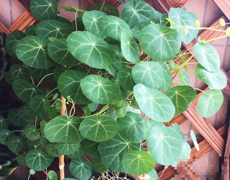 家里的花草总是养不活，这几点要注意，养好不是问题！