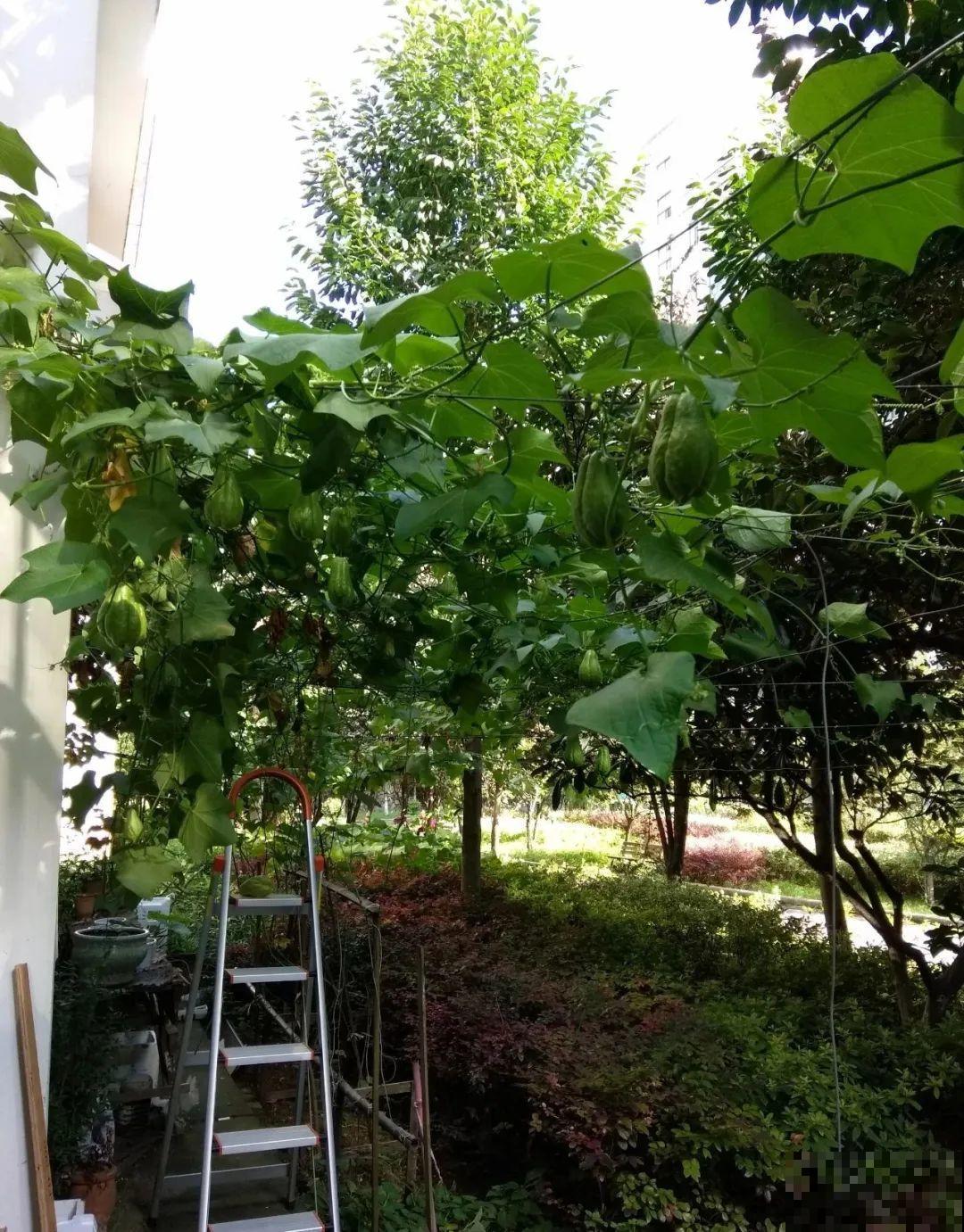 佛手瓜寓意好,家里养一棵,果子挂满枝头 佛手瓜寓意好,家里养一棵,果子挂满枝头