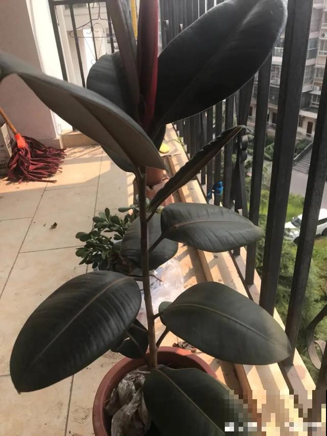 家里养这6种花，清新杀菌去异味，空气干净身体好