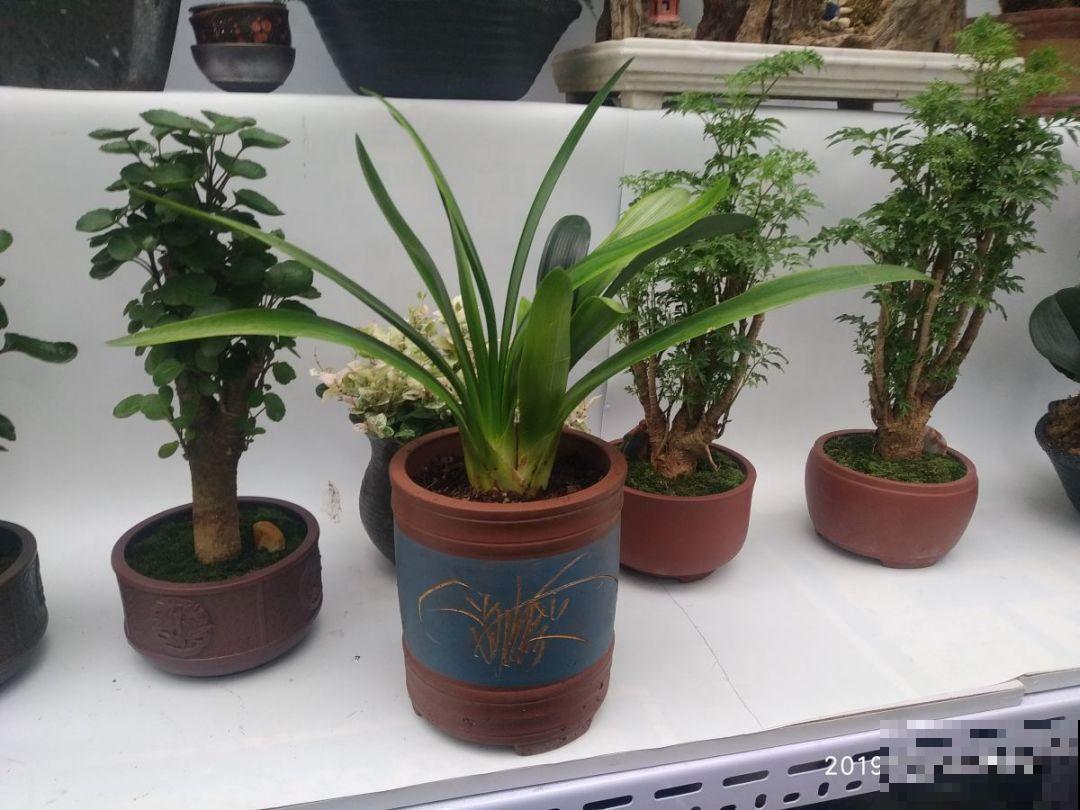 君子兰夹箭不开花,找根棉签擦一下,花箭立马钻出来! 君子兰夹箭不开花,找根棉签擦一下,花箭立马钻出来!