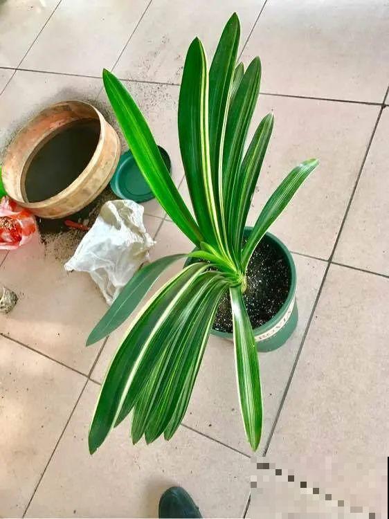 家里的花长出这种叶，千万保护好，特别值钱！