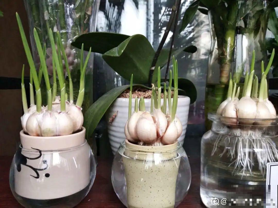 端午节,离不开这8种花,镇宅保平安! 端午节,离不开这8种花,镇宅保平安!