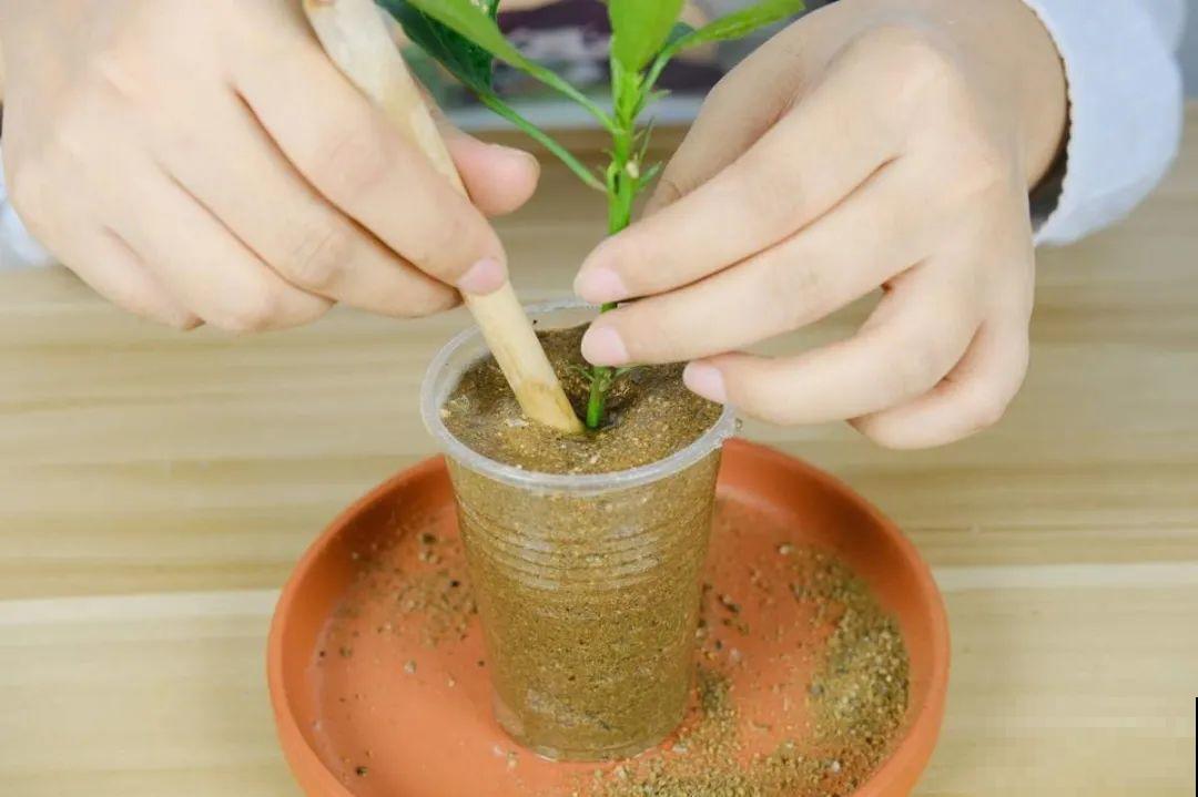 10种花，趁着天热赶紧扦插，成活率特别高