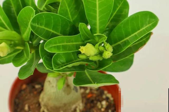 沙漠玫瑰特耐旱，大热天不浇水，也能呼呼开爆盆