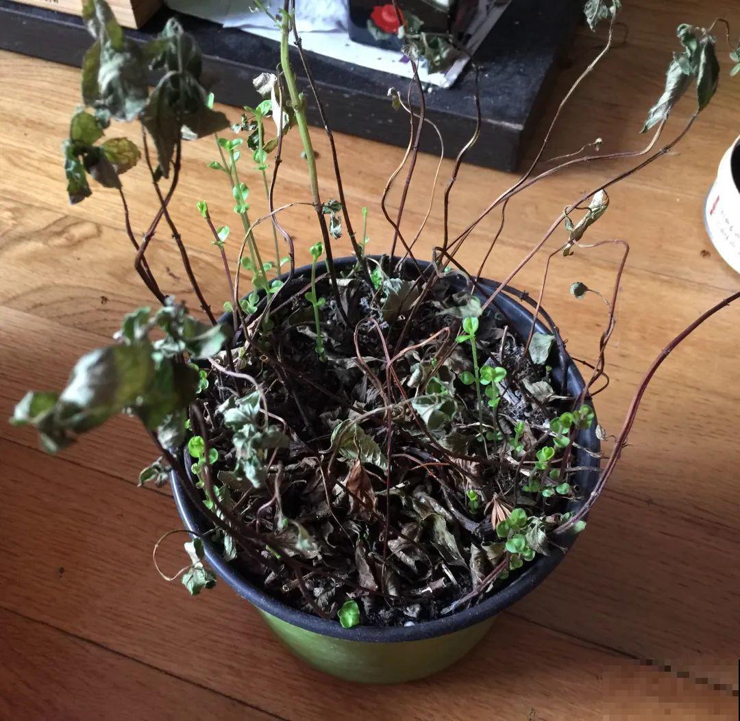 夏天花卉叶子哗哗掉,赶紧遮阴,不然掉成光杆司令 夏天花卉叶子哗哗掉,赶紧遮阴,不然掉成光杆司令