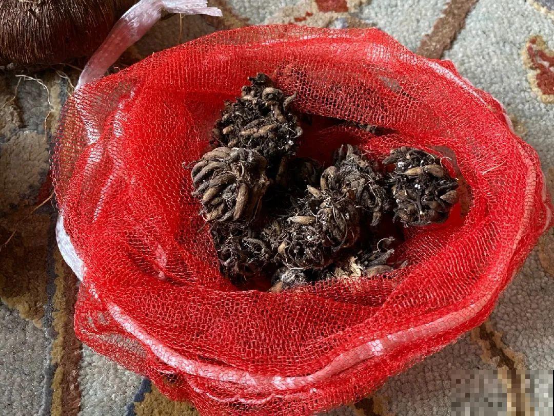 20种花,夏天要休眠,一浇水就死! 20种花,夏天要休眠,一浇水就死!