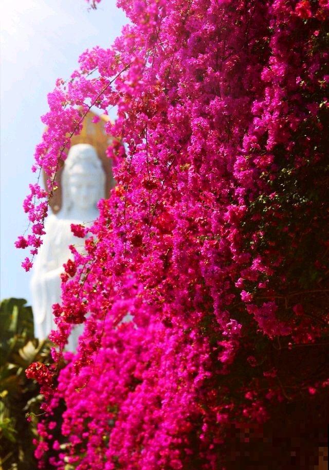 6种“红色”花,一开一大片,疯长起来拦不住! 6种“红色”花,一开一大片,疯长起来拦不住!