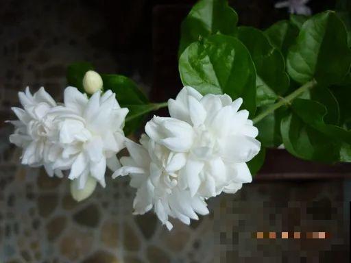家里的花长出这种叶，千万保护好，特别值钱！