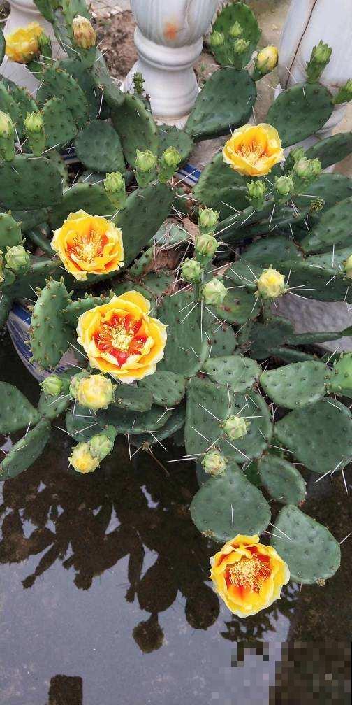 扎手的仙人掌,身上长满硬刺,这些刺有大作用 扎手的仙人掌,身上长满硬刺,这些刺有大作用