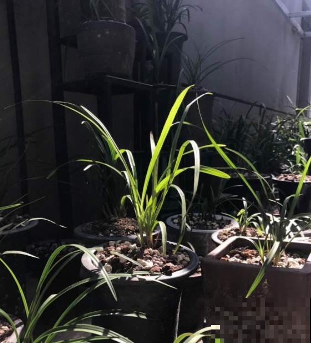 进入6月，兰花就要这么养，安全度夏无压力！