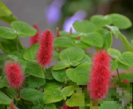 家里养盆“尾巴花”，开花毛茸茸，养一盆太吸睛