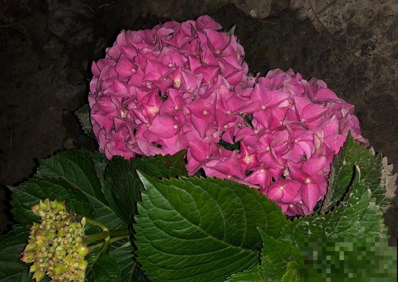 快死的花别扔，这个位置剪一刀，还能起死回生！