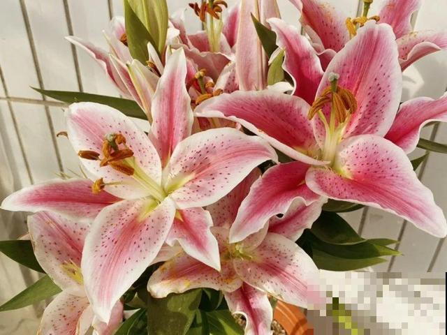 活的“香水花”，开一朵，家里香气飘飘！