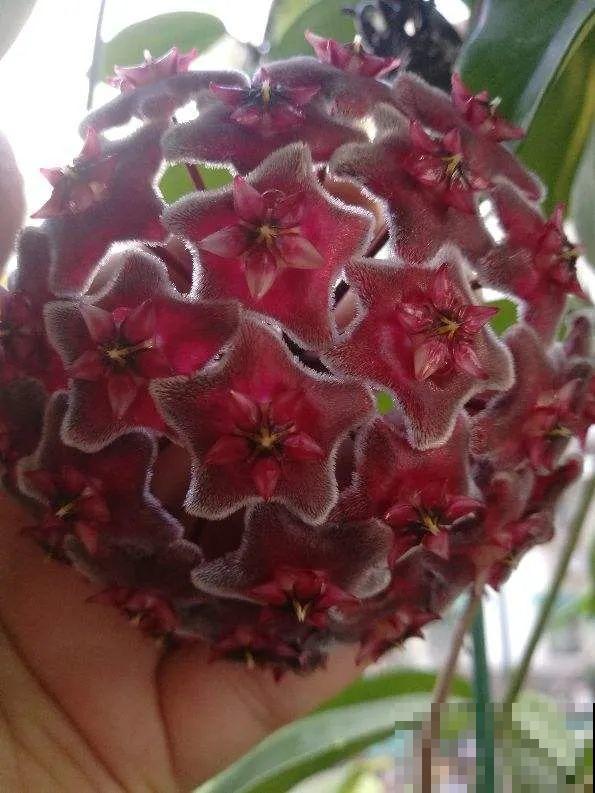 30种耐阴花，室内光照不佳，也能全年开花！
