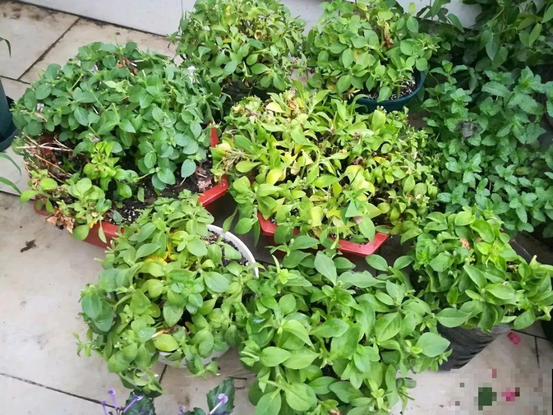 8种花，5月要赶紧修剪，剪完了还能窜新芽