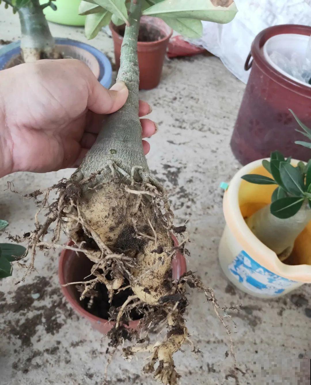 吊兰就用小盆养，根系拽一拽，立马变老桩！