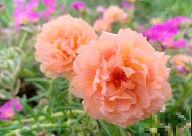 晒不死的3种花，一晒就冒花苞，一缺光就徒长！