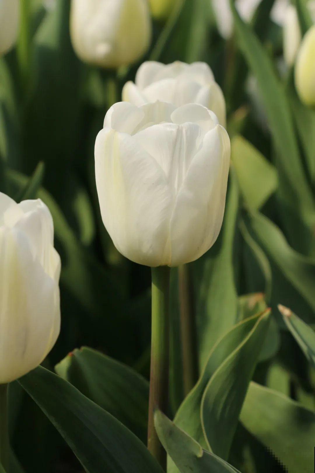 白胖的“大蒜”埋土里,1个月就开花,香味清新淡雅有格调! 白胖的“大蒜”埋土里,1个月就开花,香味清新淡雅有格调!