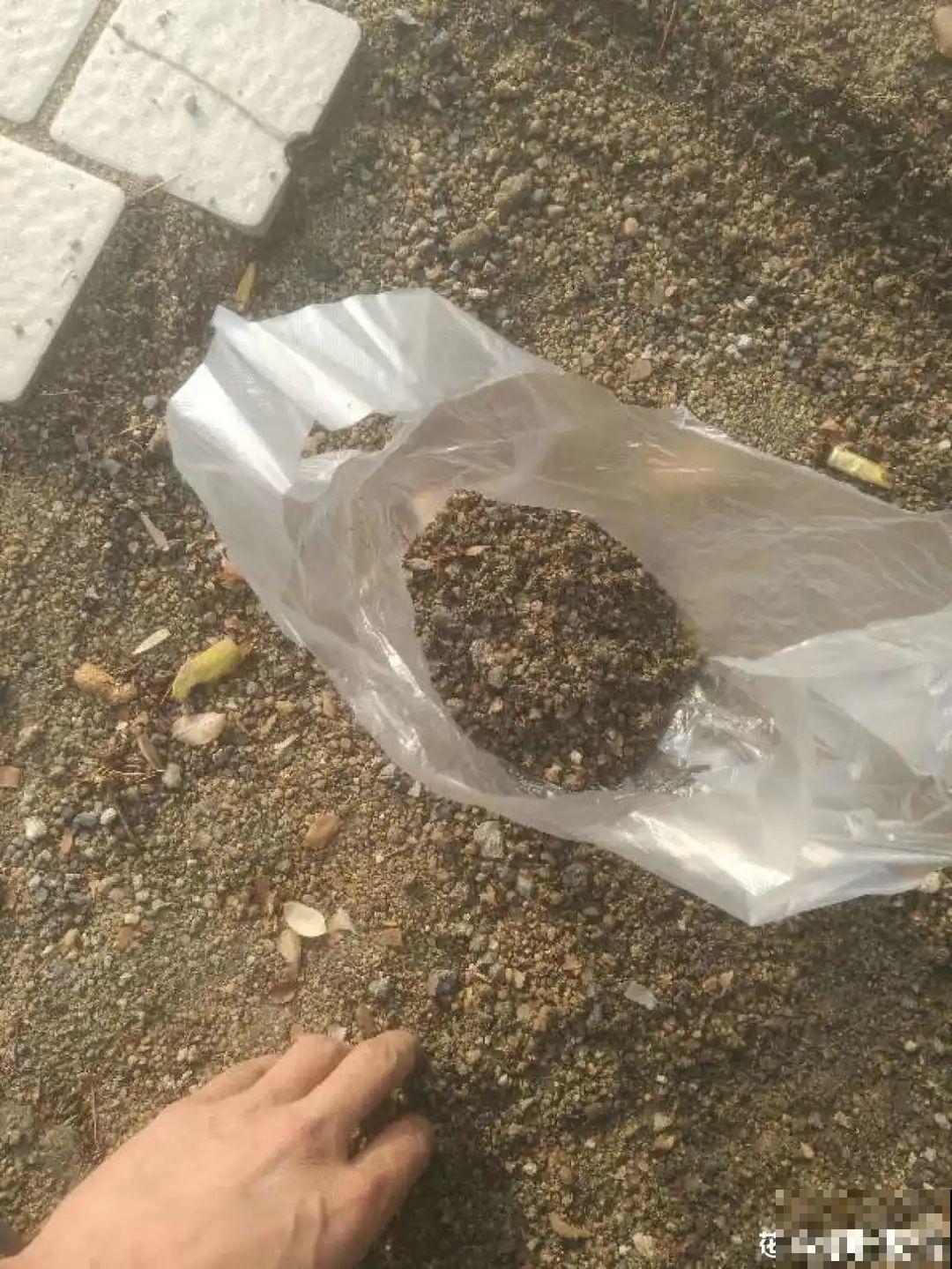 7种不起眼的小东西，拿来养花，根长得特壮
