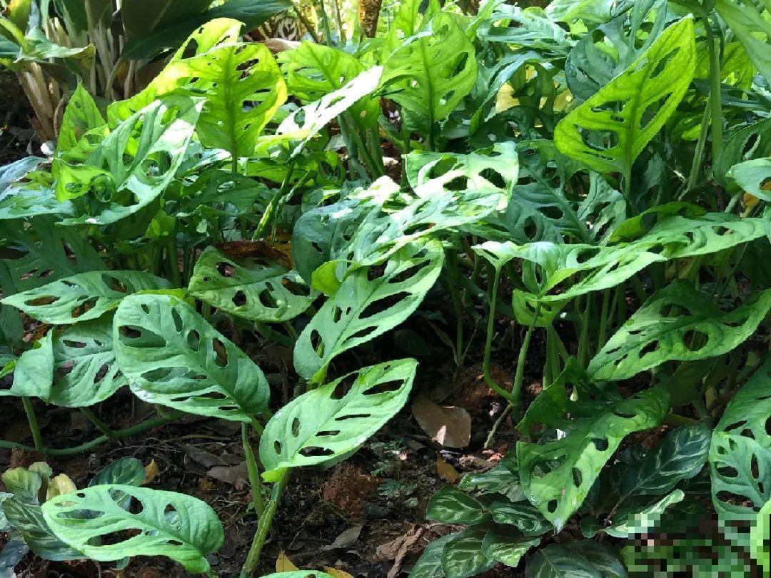 特干净的10种花,天热养一盆,家里特凉快! 特干净的10种花,天热养一盆,家里特凉快!