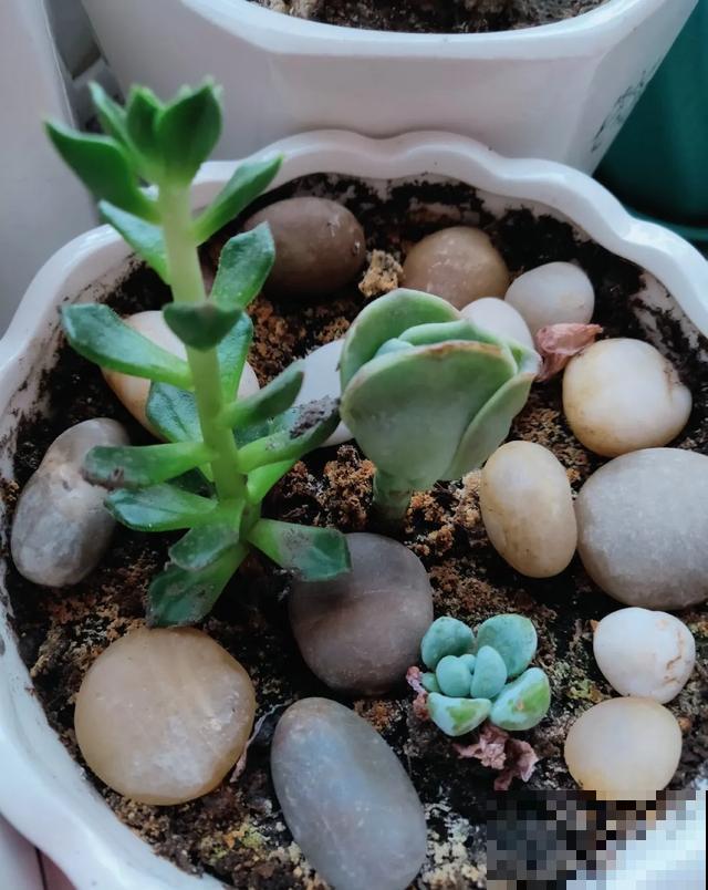 地栽的花就是强大，屋外疯长一院子，屋内孱弱不开花