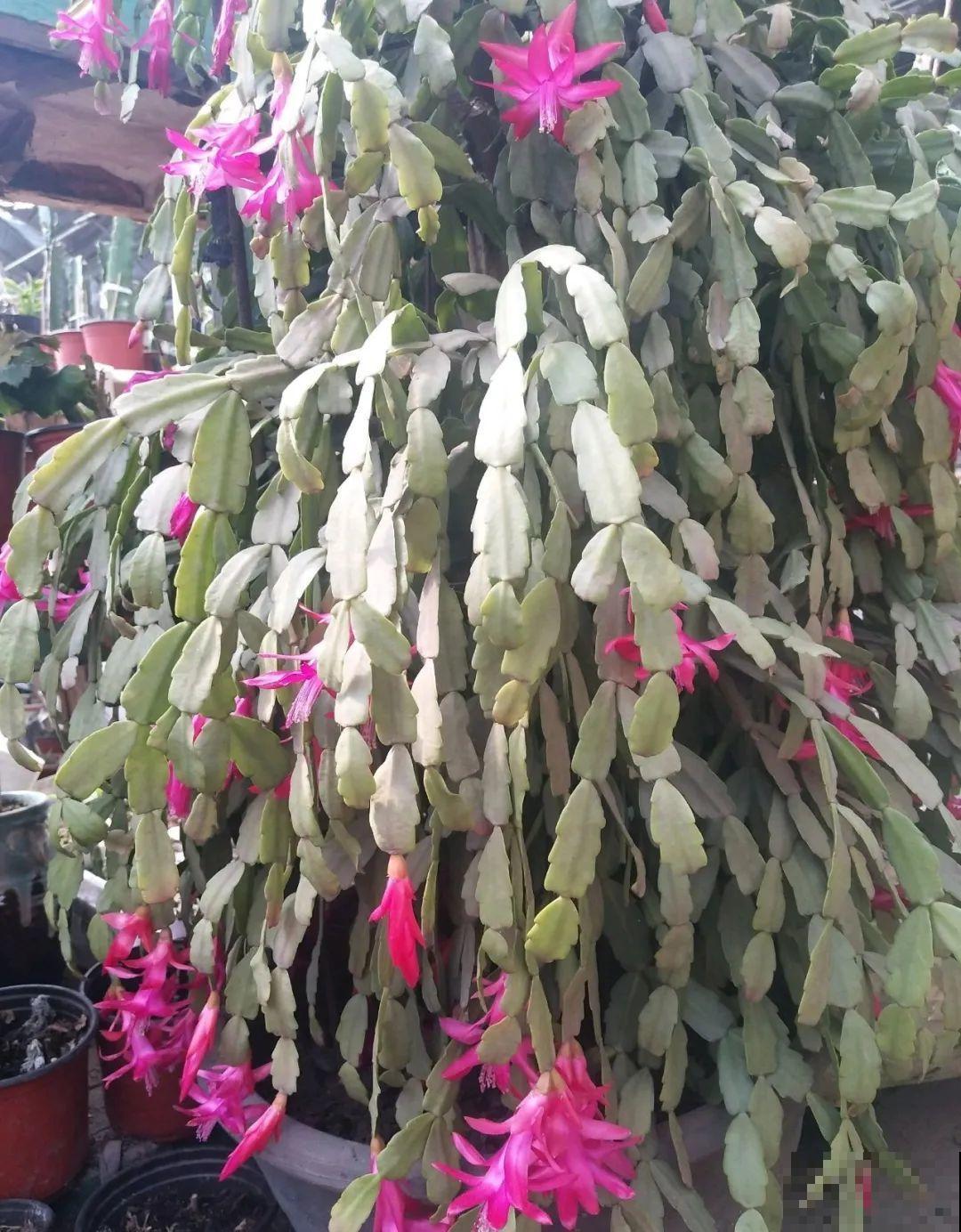 1种花，名叫假昙花，开花上百朵，美翻了