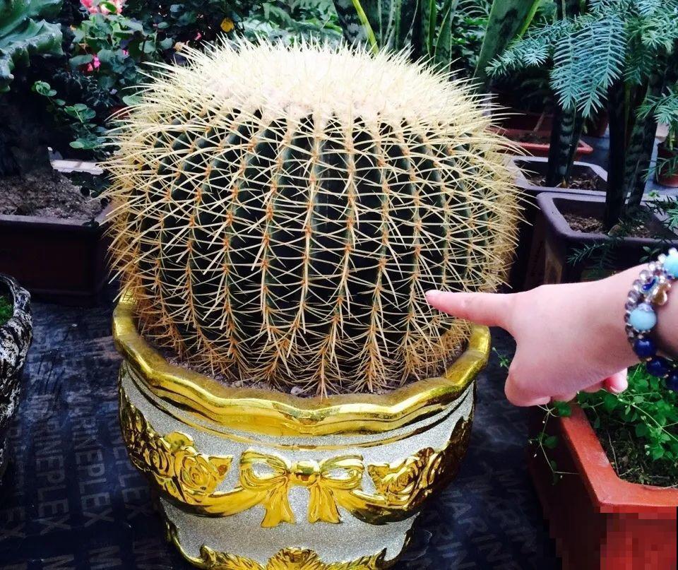 8种镇宅花,窗户边养一棵,霸气又镇宅 8种镇宅花,窗户边养一棵,霸气又镇宅