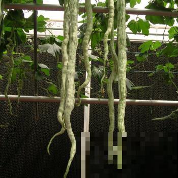 砍瓜真有趣,拦腰砍一刀,5天后重新长出新瓜 砍瓜真有趣,拦腰砍一刀,5天后重新长出新瓜