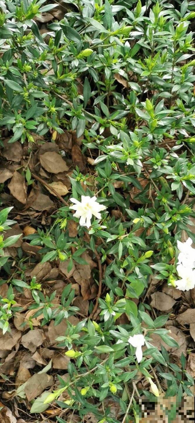栀子花也能结种子?埋土里播出好几棵苗,再也不用花钱买! 栀子花也能结种子?埋土里播出好几棵苗,再也不用花钱买!