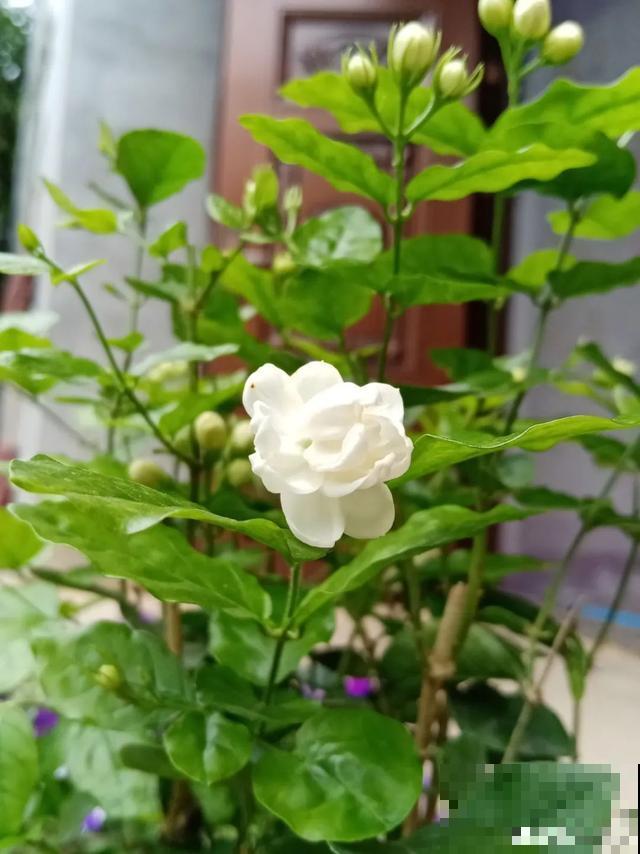 夏天花会休眠,别施肥,否则都毒死了 夏天花会休眠,别施肥,否则都毒死了