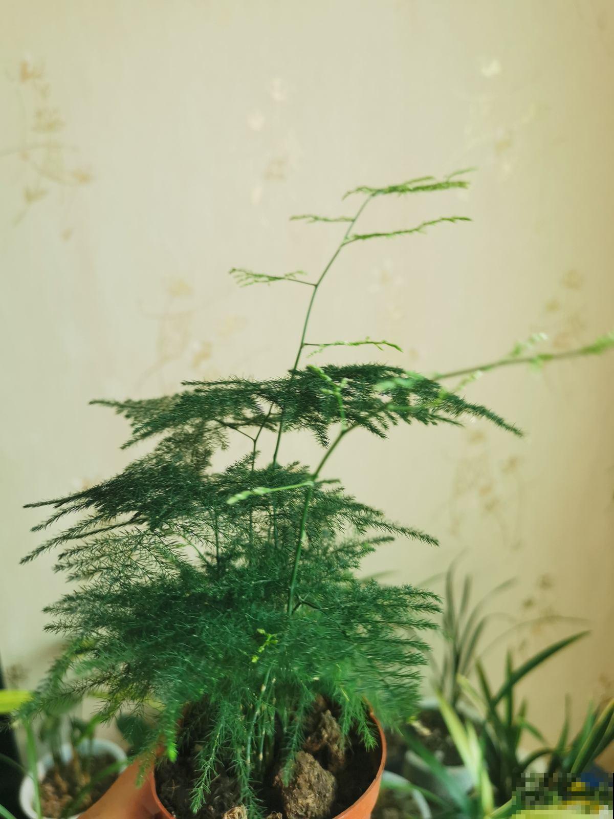 文竹长得稀稀拉拉，好好剪一剪，枝条嗖嗖爬上墙