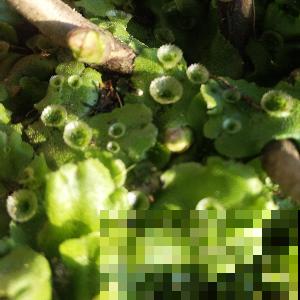 野外发现一堆绿钱币?原来名字叫地钱,价值特别高! 野外发现一堆绿钱币?原来名字叫地钱,价值特别高!
