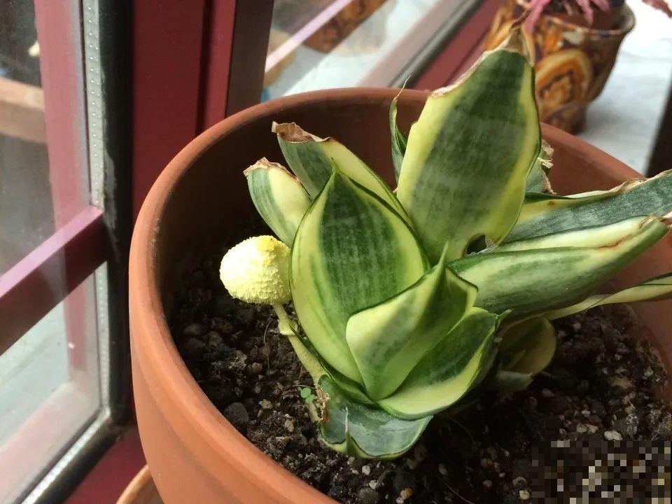 10种水有“毒”,夏天浇花,浇一盆死一盆! 10种水有“毒”,夏天浇花,浇一盆死一盆!